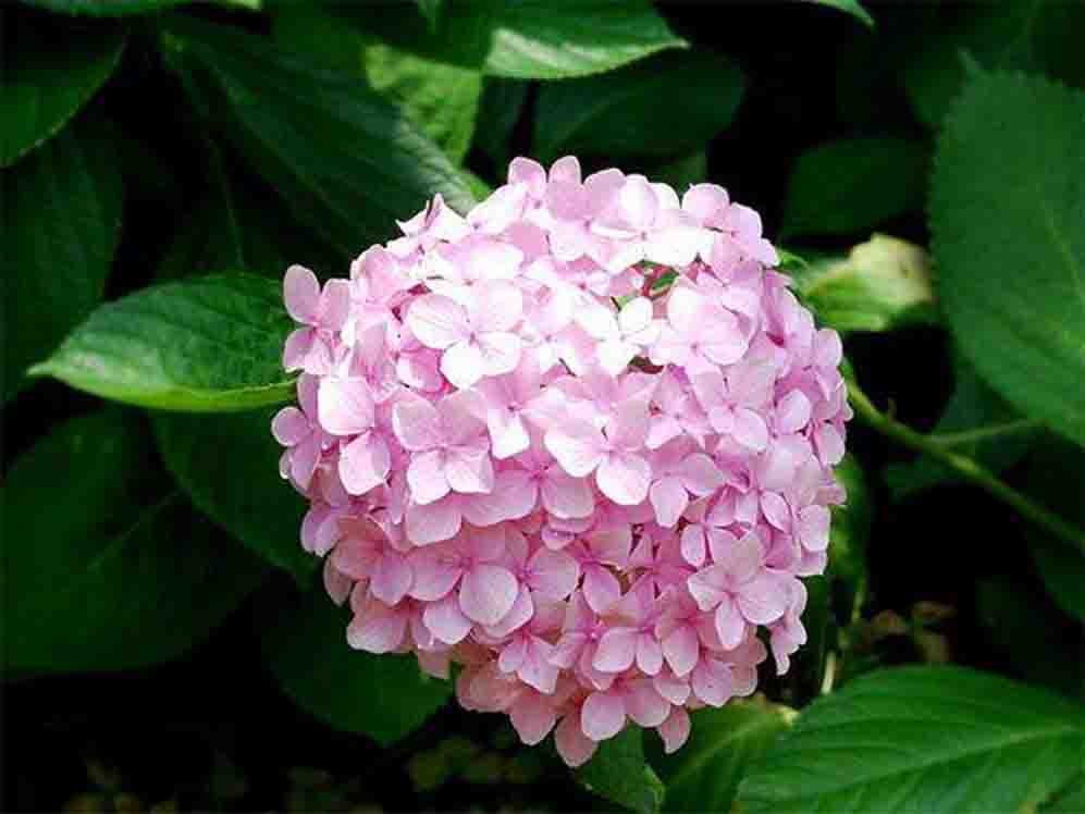 八仙花粉??.jpg