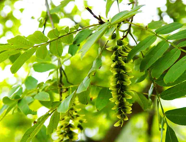 楓楊1.jpg 楓楊1.jpg