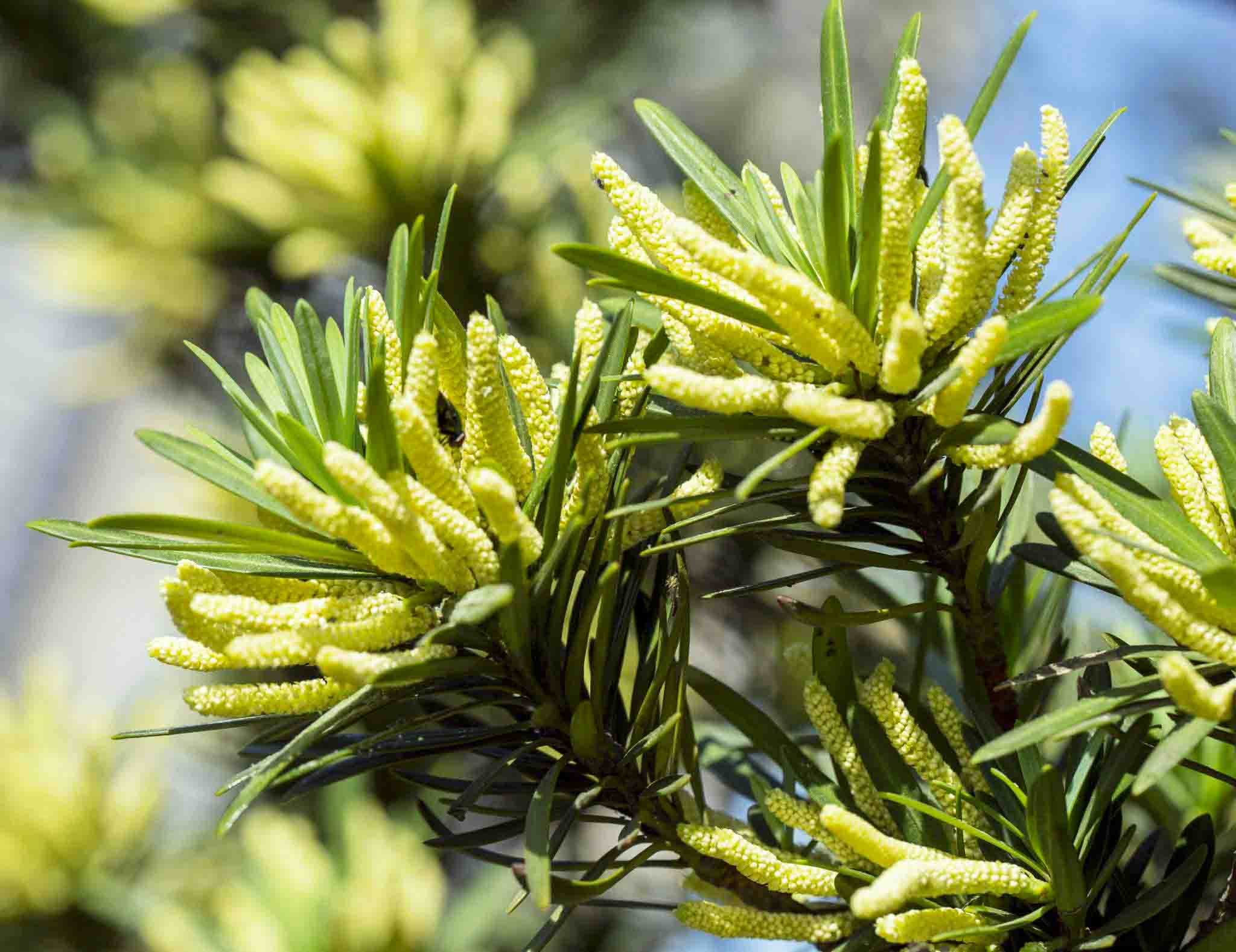 羅漢??.jpg 羅漢??.jpg