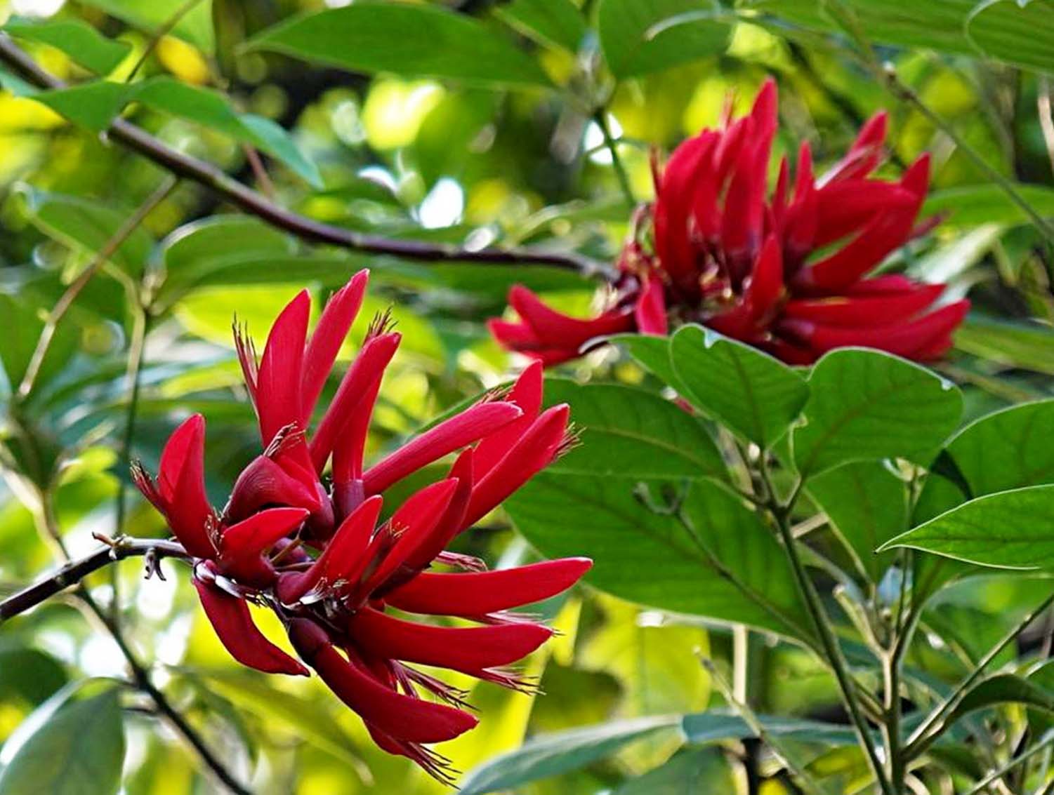 1e30e924b899a90114c3d9b213950a7b0308f544.jpg 1e30e924b899a90114c3d9b213950a7b0308f544.jpg