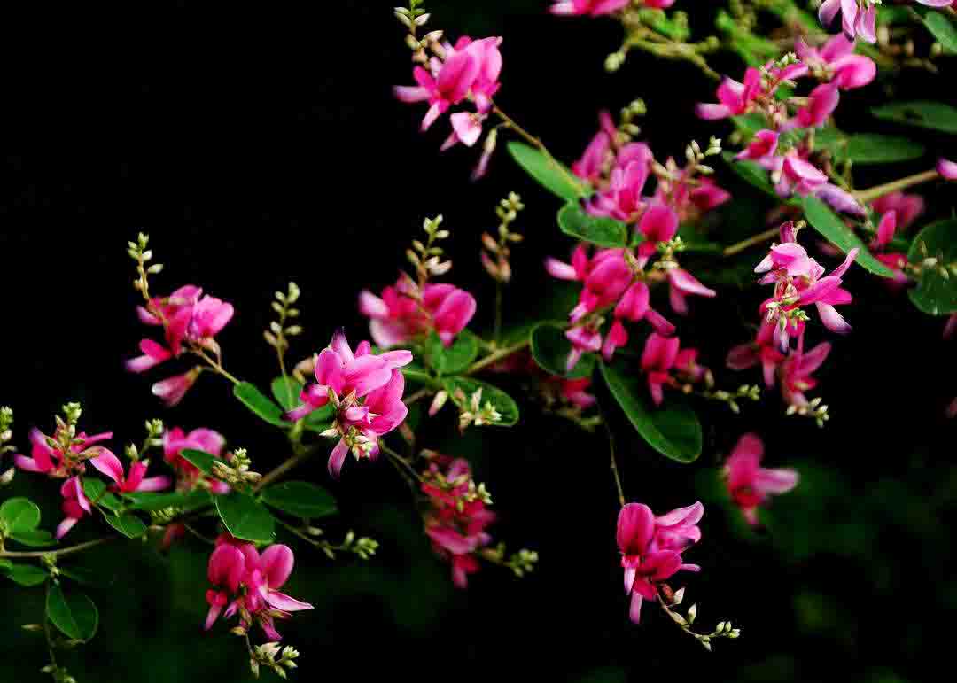 timg (1).jpg timg (1).jpg