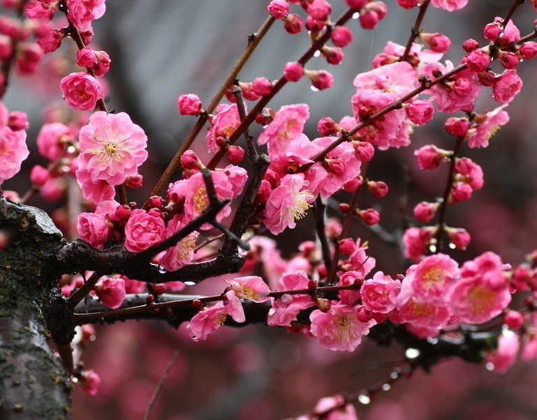 梅花.jpg 梅花.jpg