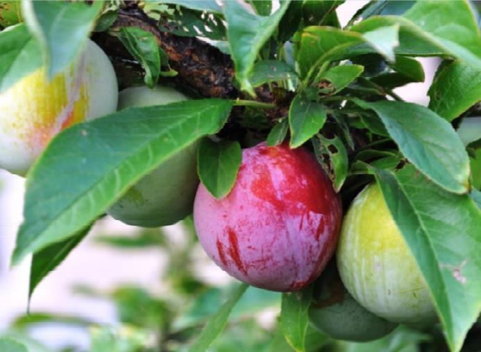 微信圖片_20210104153527.jpg 微信圖片_20210104153527.jpg