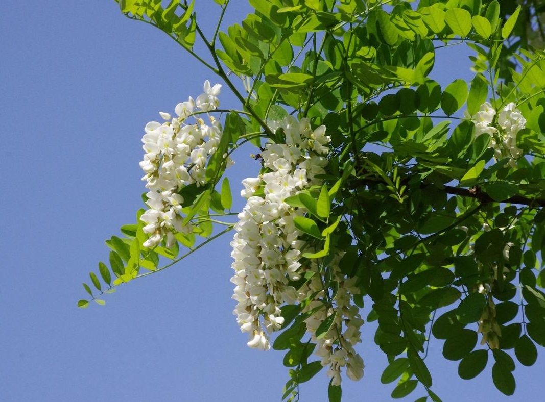 槐花.jpg 槐花.jpg