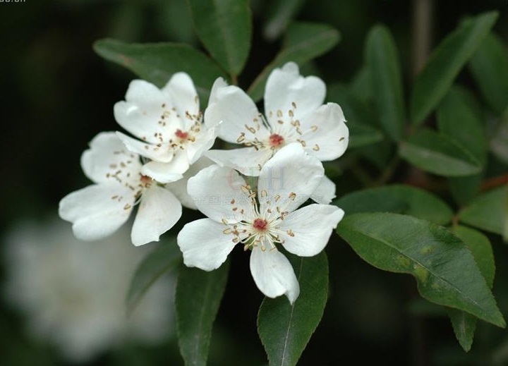 a5c27d1ed21b0ef4c5555bd1ddc451da80cb3e84.jpg a5c27d1ed21b0ef4c5555bd1ddc451da80cb3e84.jpg