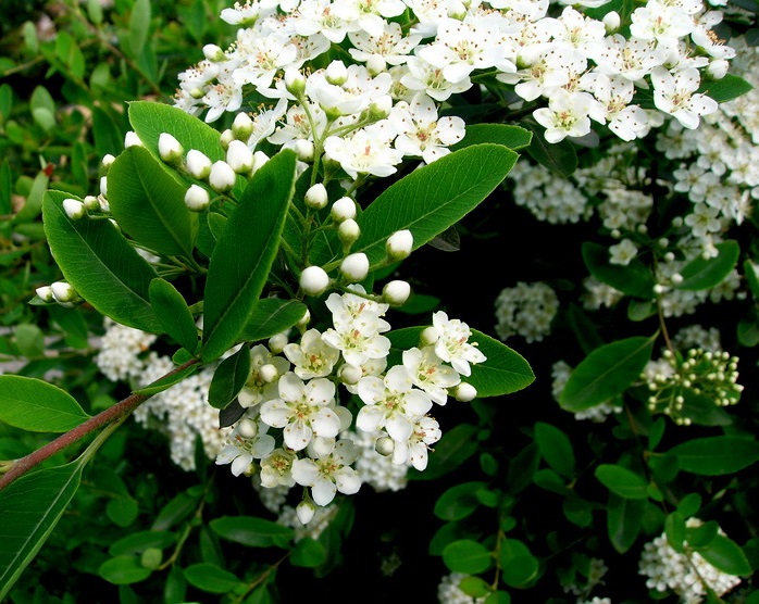 a686c9177f3e6709639463953bc79f3df9dc55c7.jpg a686c9177f3e6709639463953bc79f3df9dc55c7.jpg