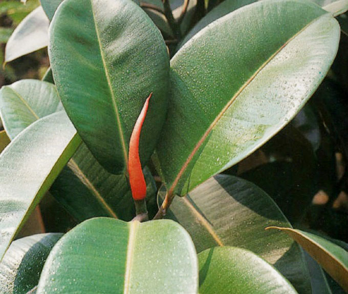 2f738bd4b31c8701ecdb47ad217f9e2f0708ff08.jpg 2f738bd4b31c8701ecdb47ad217f9e2f0708ff08.jpg