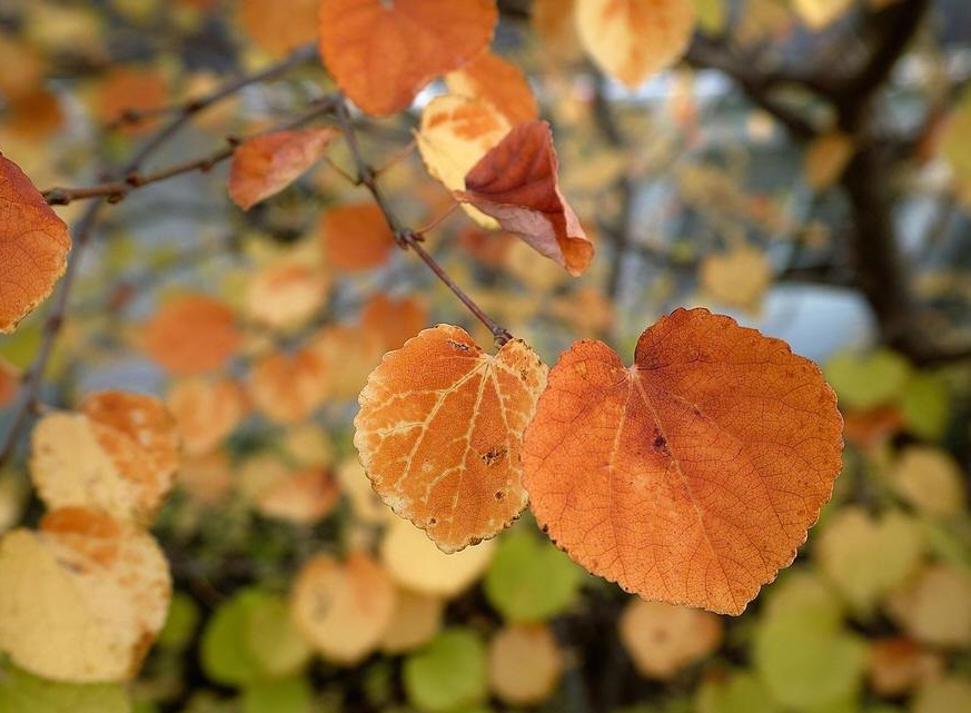 連香??2.jpg 連香??2.jpg