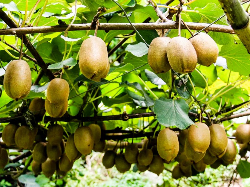 獼猴??1.jpg 獼猴??1.jpg