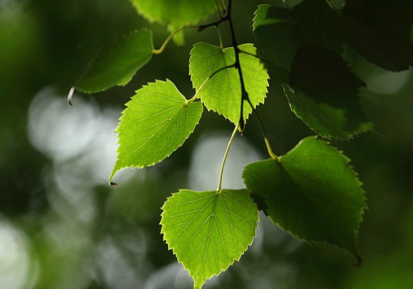 小葉??1.jpg 小葉??1.jpg