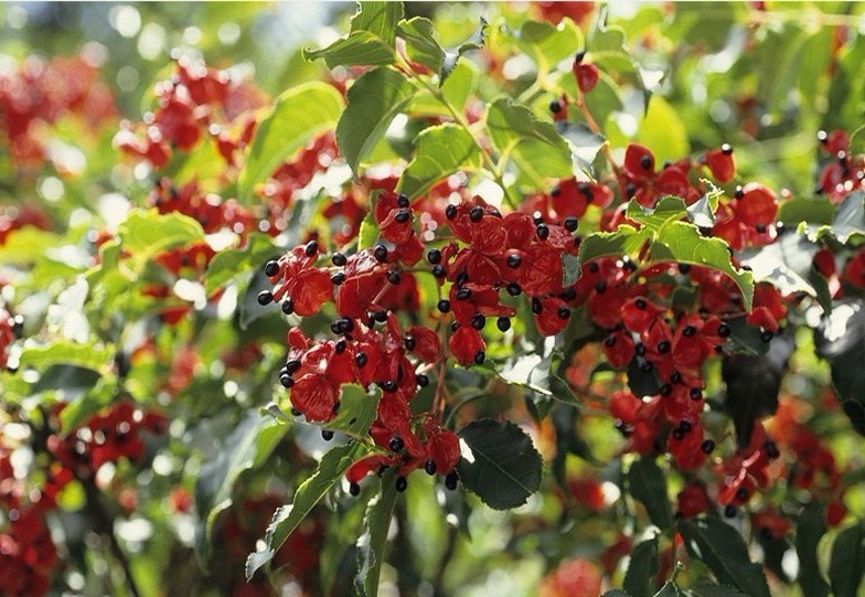 野鴨??1.jpg 野鴨??1.jpg