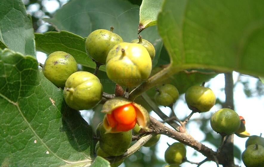 南蛇??1.jpg 南蛇??1.jpg