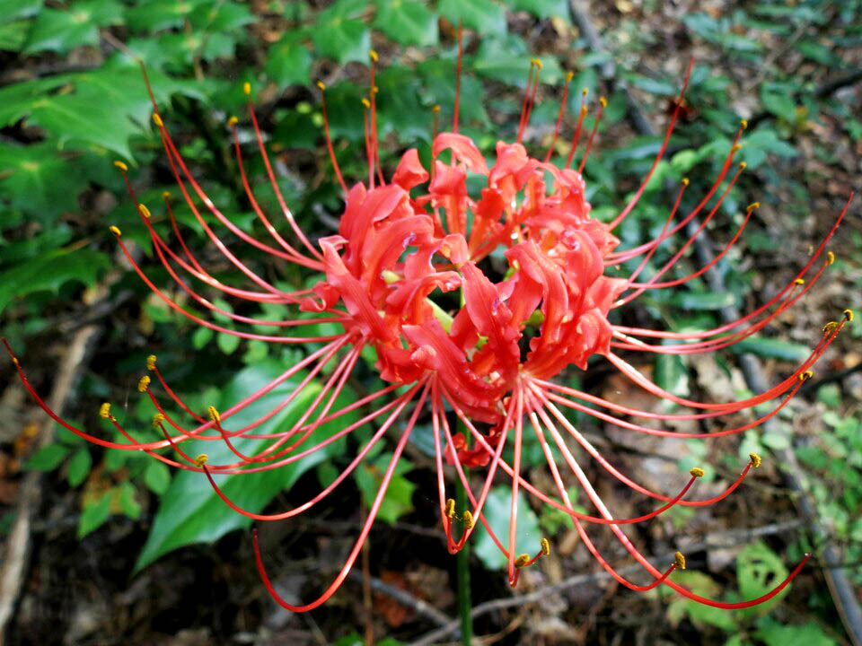 彼岸??1.jpg 彼岸??1.jpg