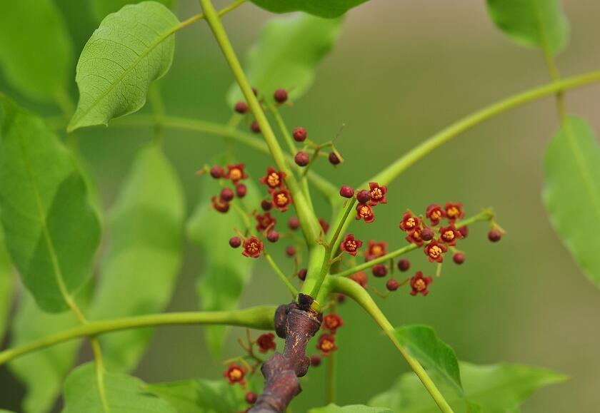 南酸??1.jpg 南酸??1.jpg