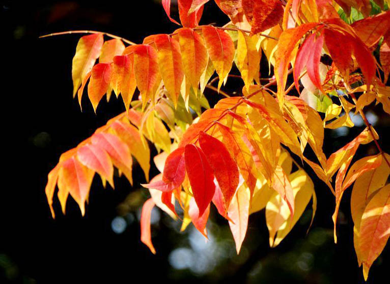 黃連??1.jpg 黃連??1.jpg