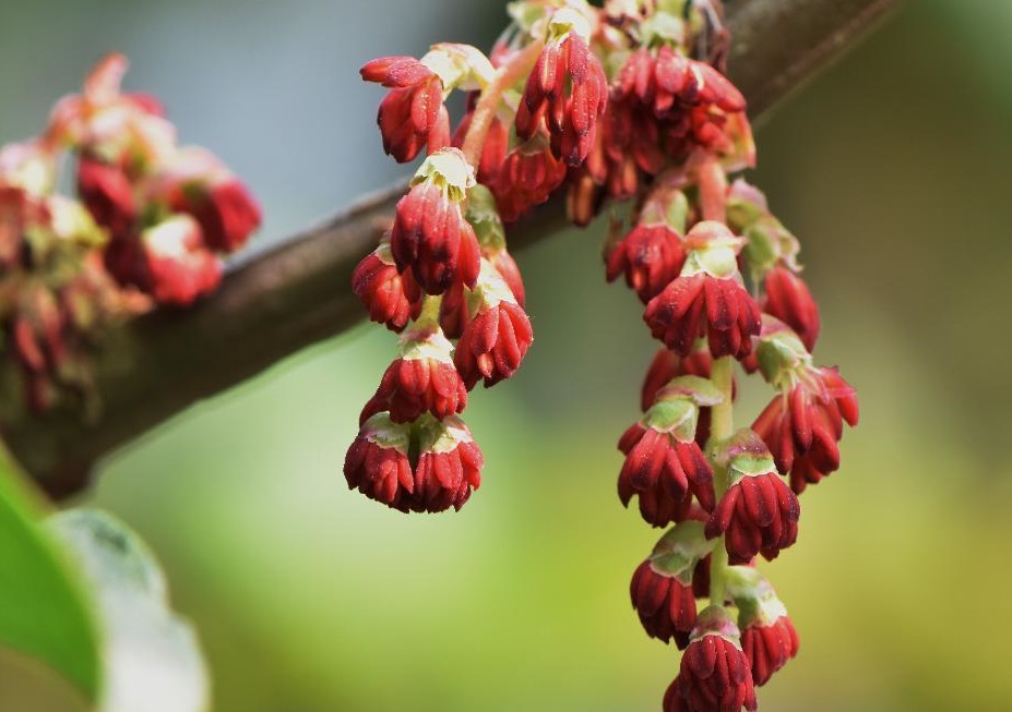 馬桑11.jpg 馬桑11.jpg