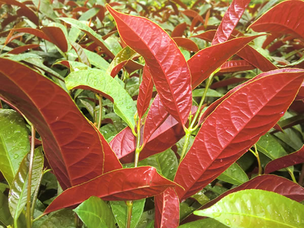 紅背??1.jpg 紅背??1.jpg