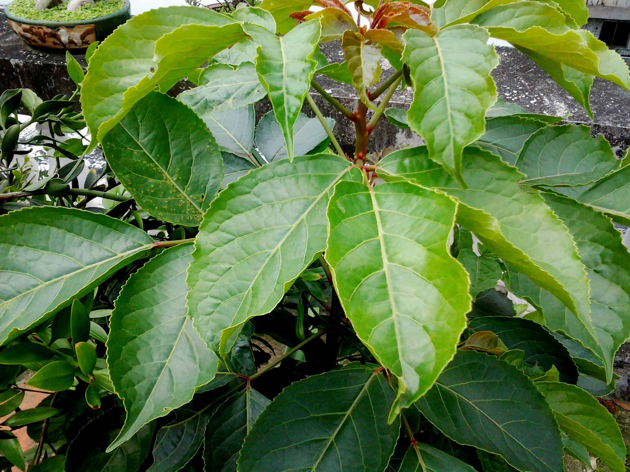 重陽(yáng)??1.jpg 重陽(yáng)??1.jpg