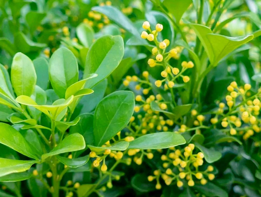 米仔??1.jpg 米仔??1.jpg