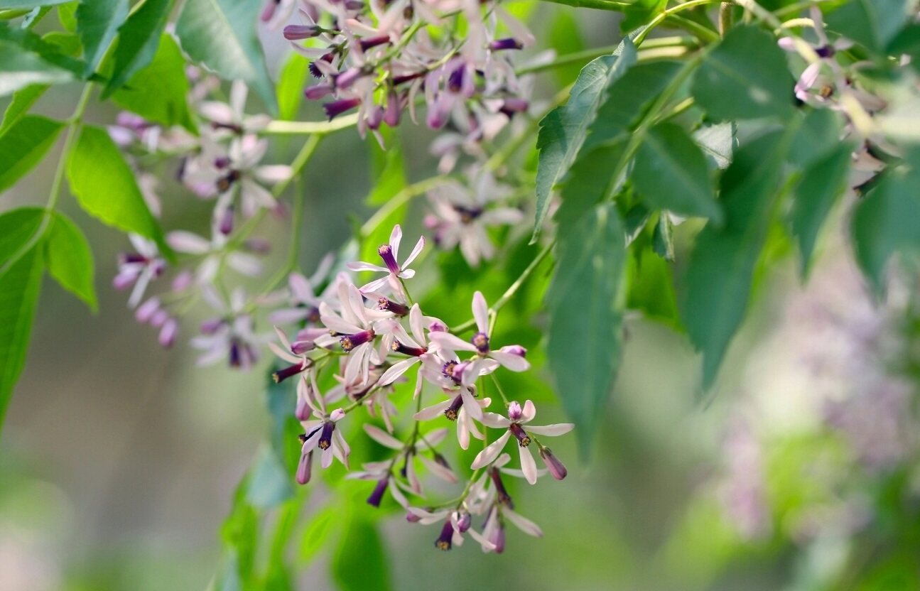 楝樹11.webp.jpg 楝樹11.webp.jpg